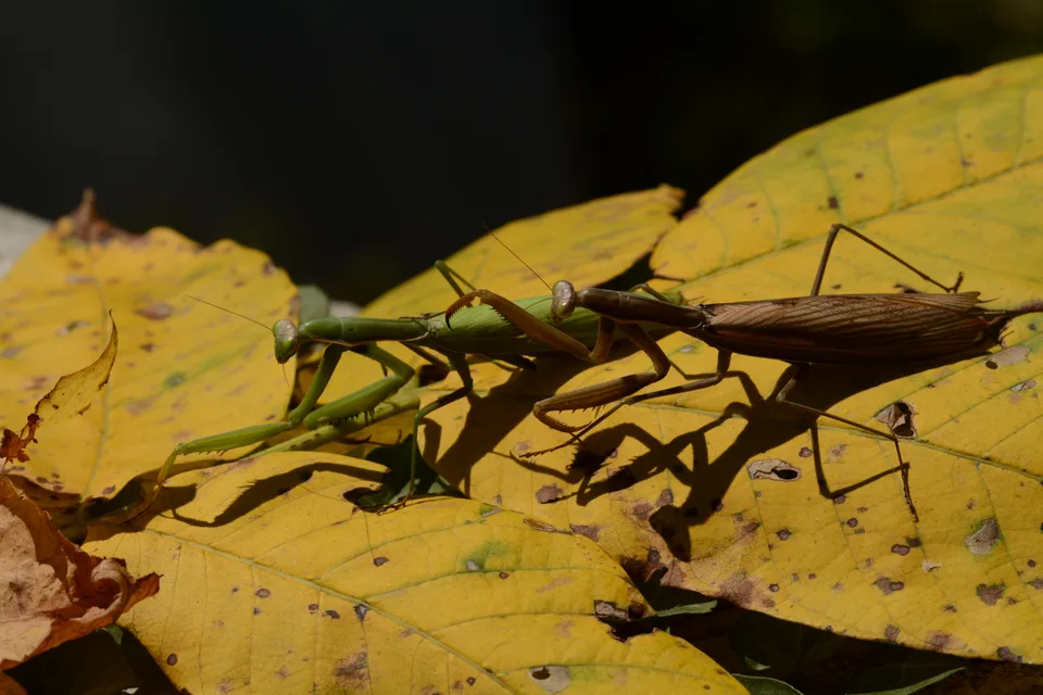 ADS_6911